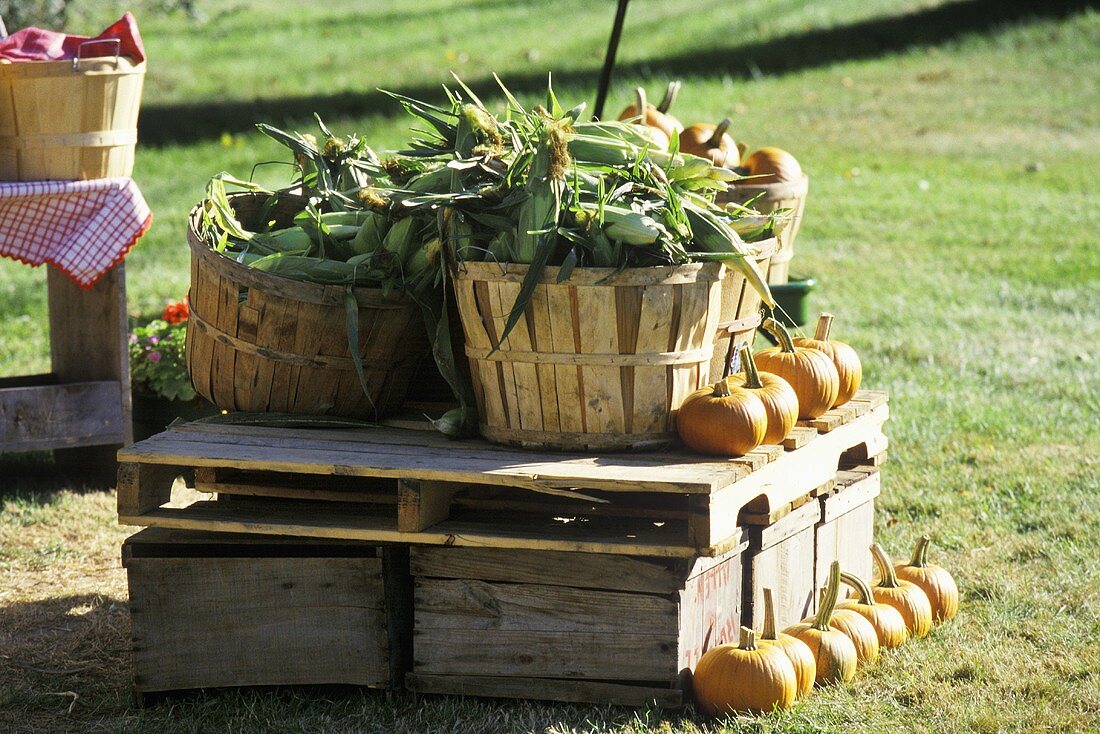 A pumpkin and corn stand
