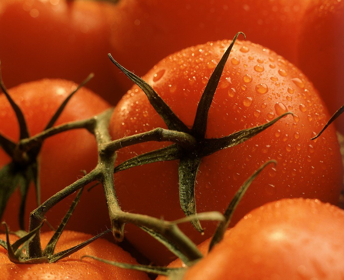 Ripe Red Tomatoes with Dew