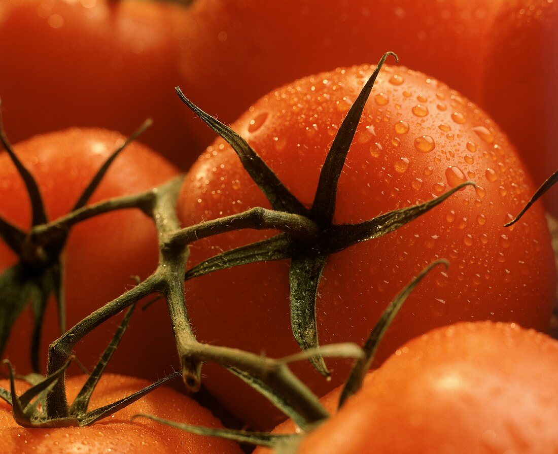 Tomaten mit Wassertropfen (Ausschnitt)