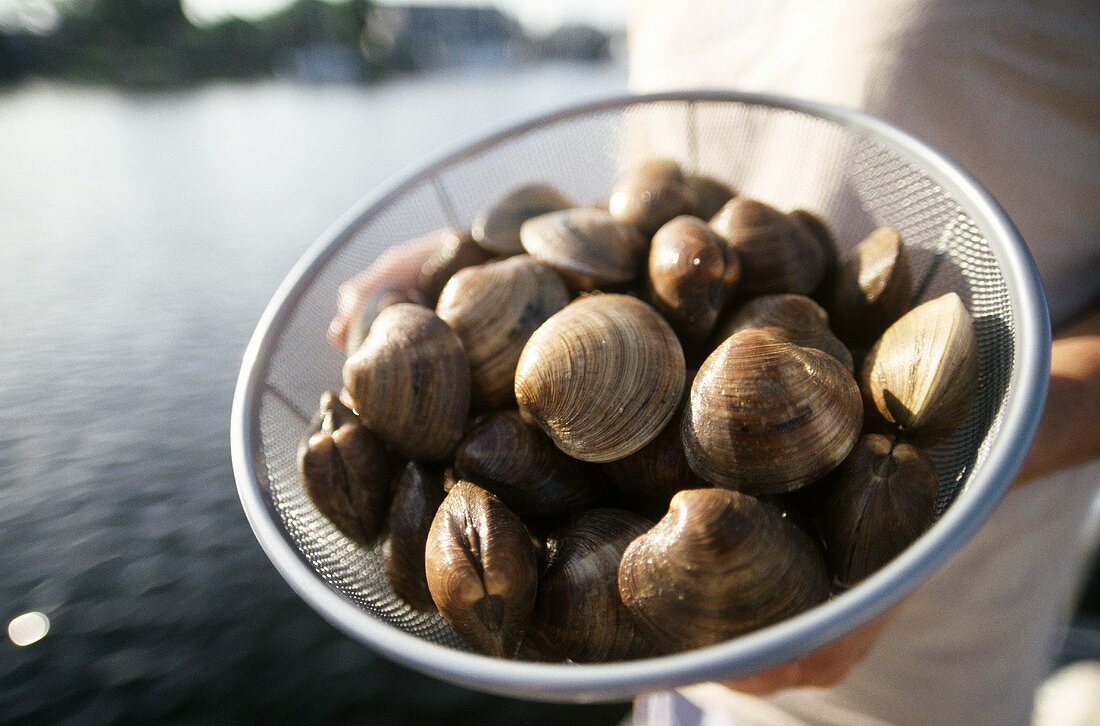 Muscheln in einem Sieb