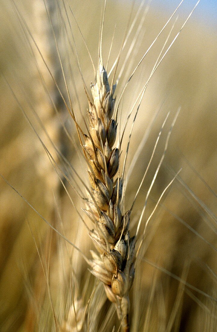 Bearded Wheat Head; Close-Up
