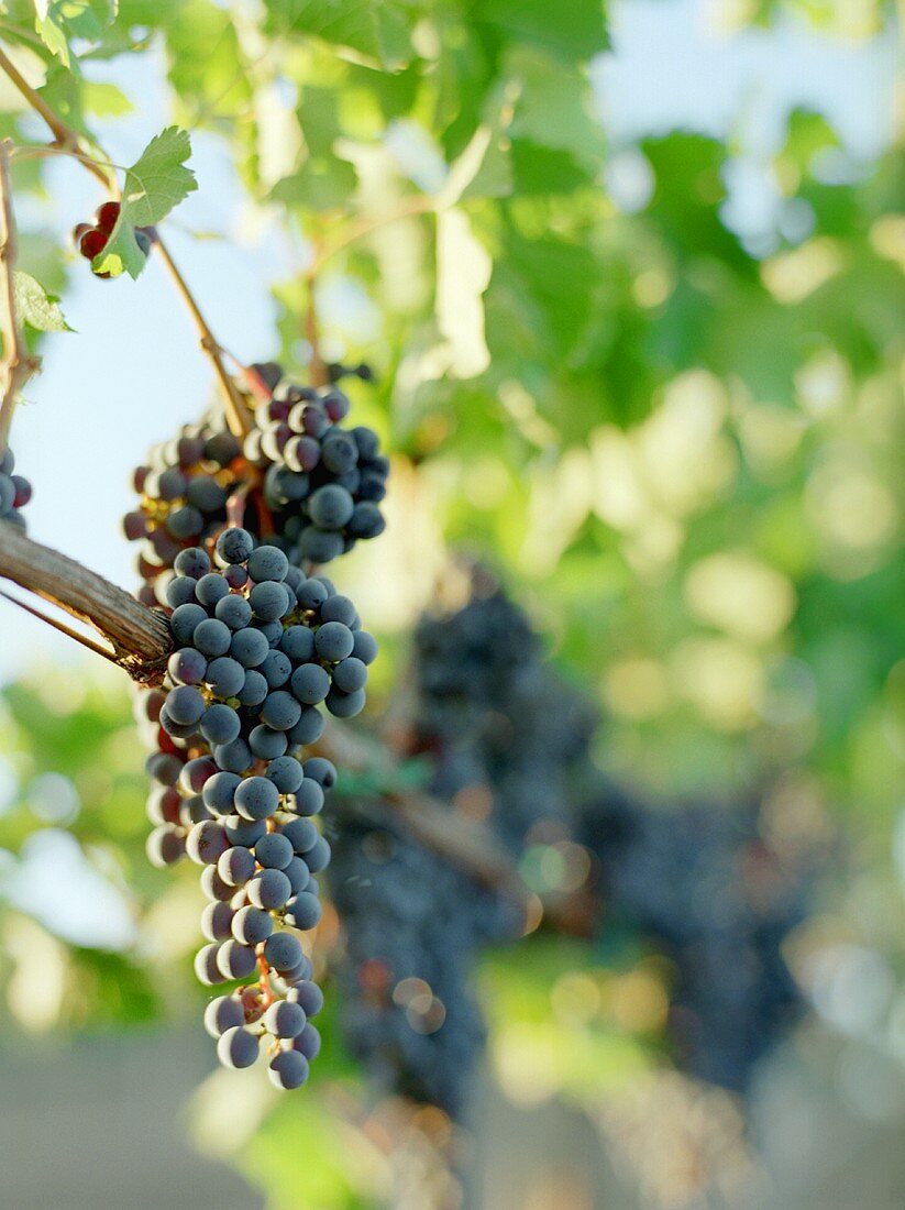 Red wine grapes in sunlight