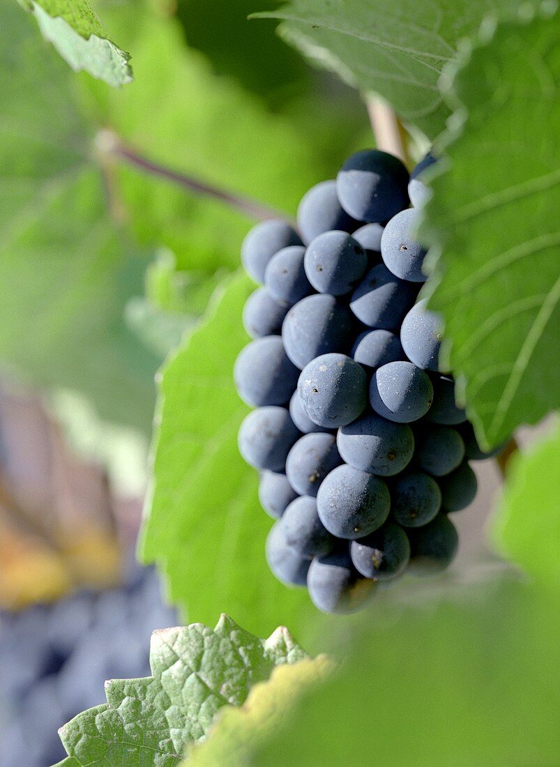 Rote Trauben zwischen Weinblättern