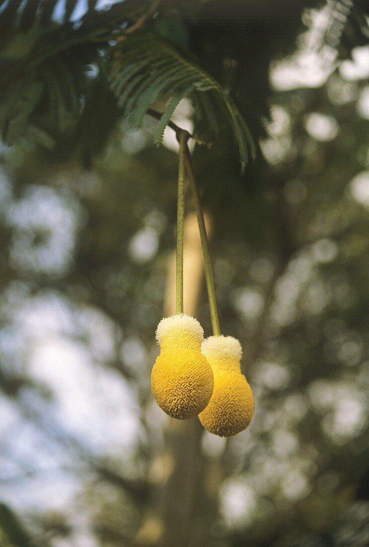 Petai Bean Blossom