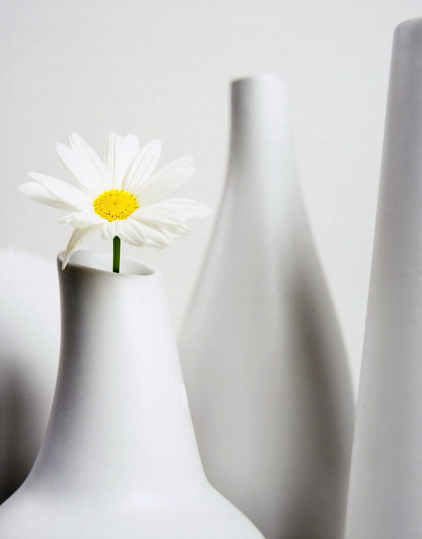 A single marguerite in a white china vase
