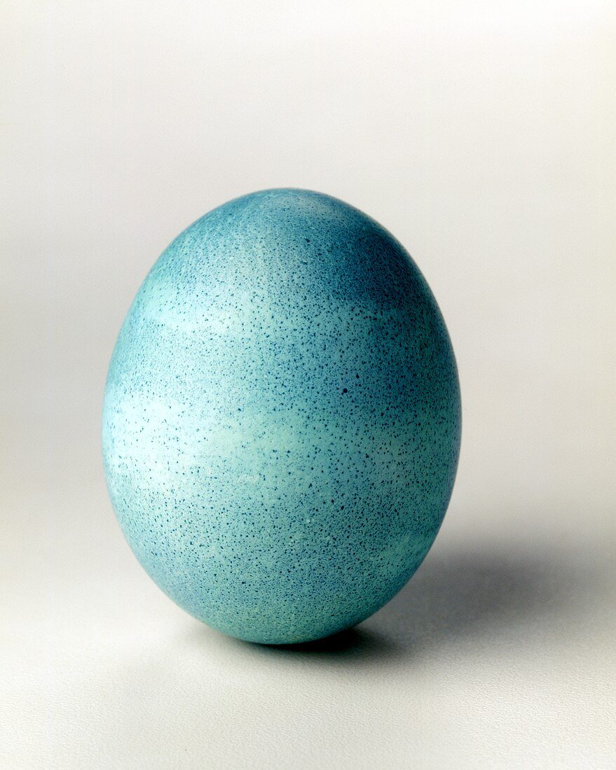 Ein blau gefärbtes Ei