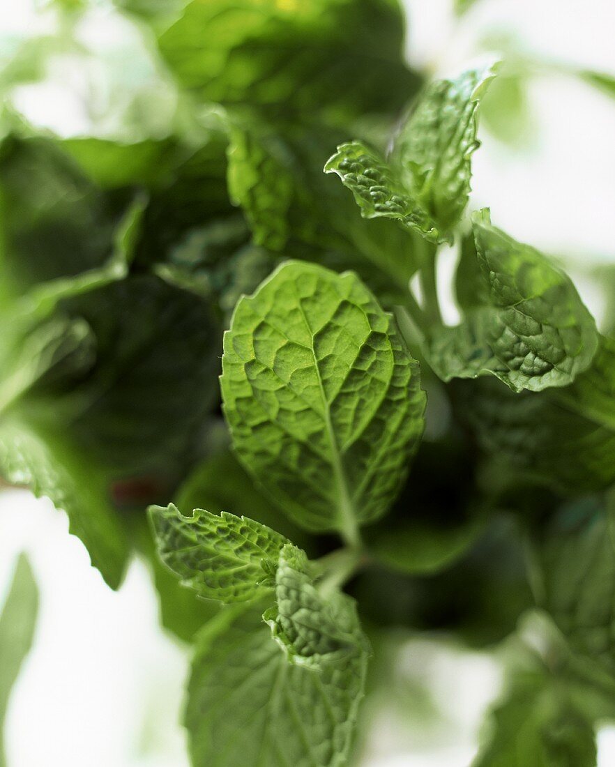 Mint leaves (close-up)