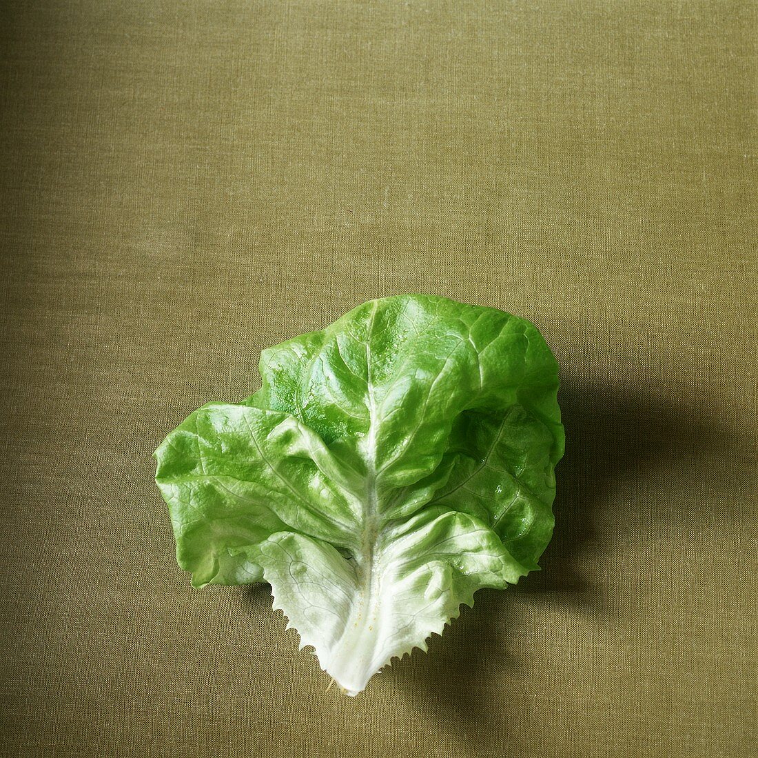 A lettuce leaf