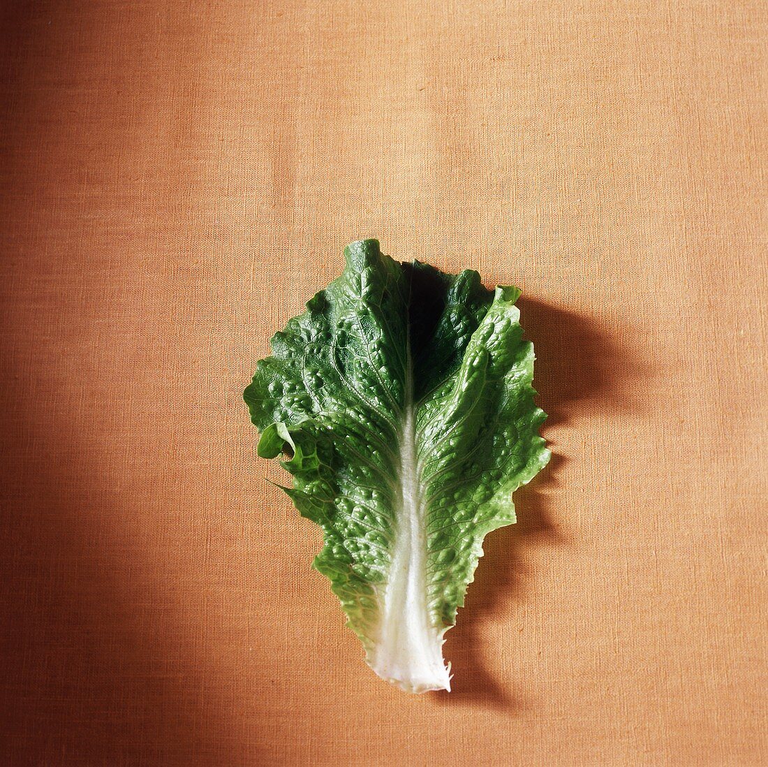 A Romaine Lettuce Leaf