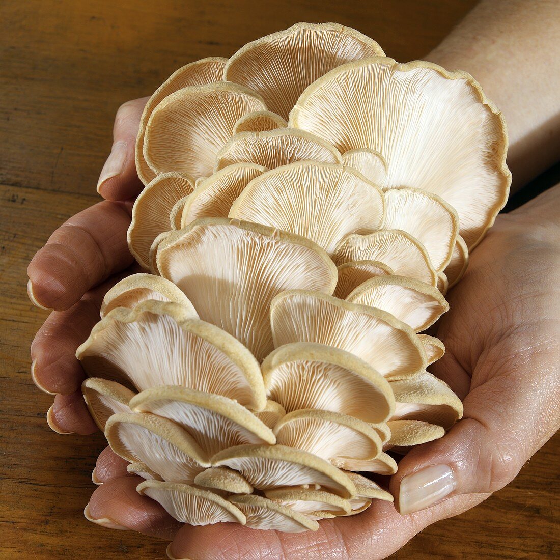 Hands Holding Pink Oyster Mushrooms