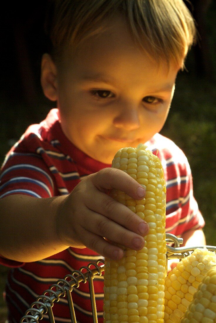 Kleiner Junge legt Maiskolben in einen Drahtkorb