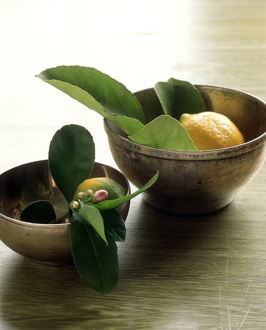 Lemons with Leaves and Buds in Two Bowls