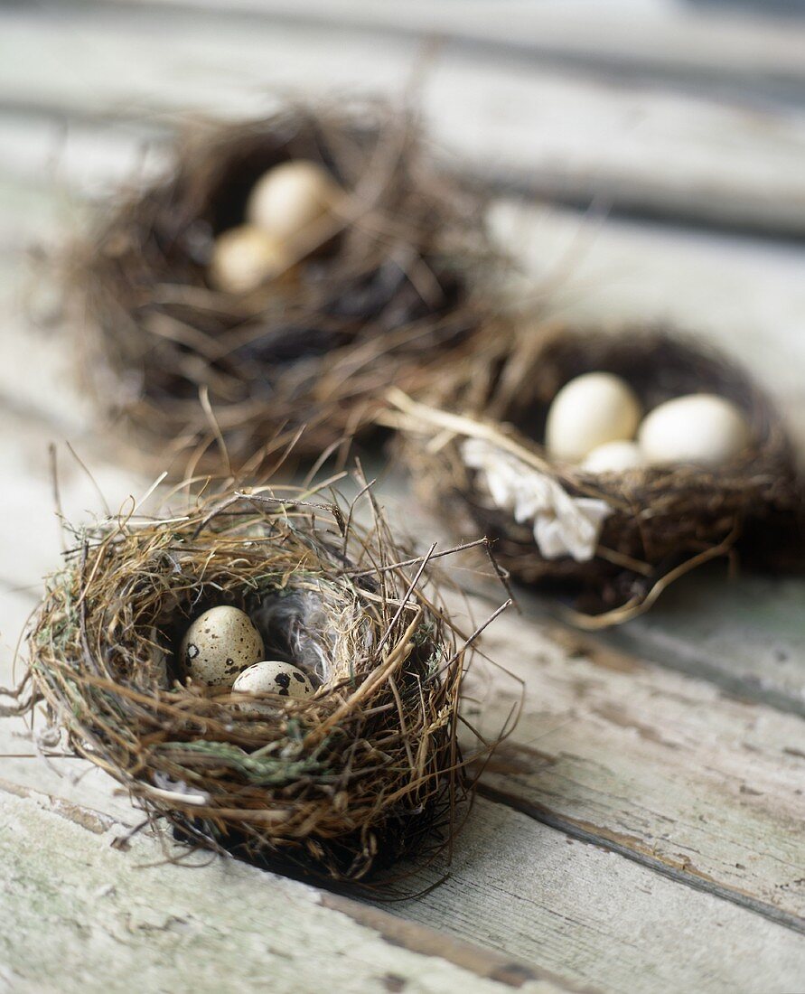 Three nests with eggs