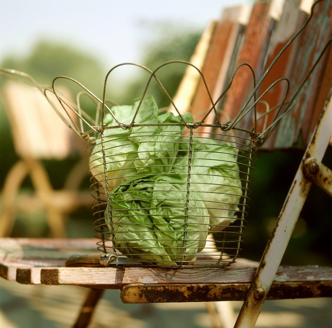 Frischer Kopfsalat im Drahtkorb auf Gartenstuhl