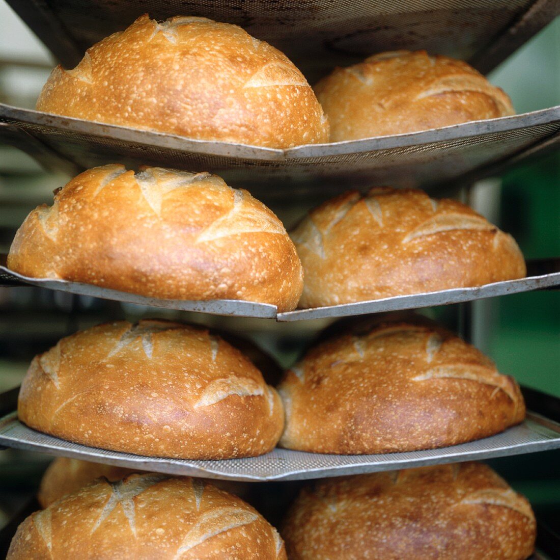 Sourdough bread on a rack in a bakery