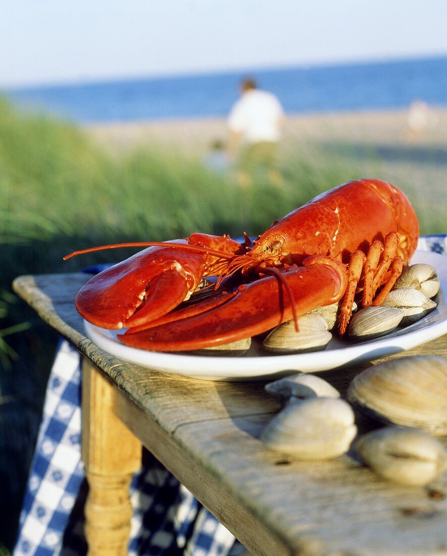 Gekochter Hummer mit Muscheln auf Tisch am Meer (Maine; USA)