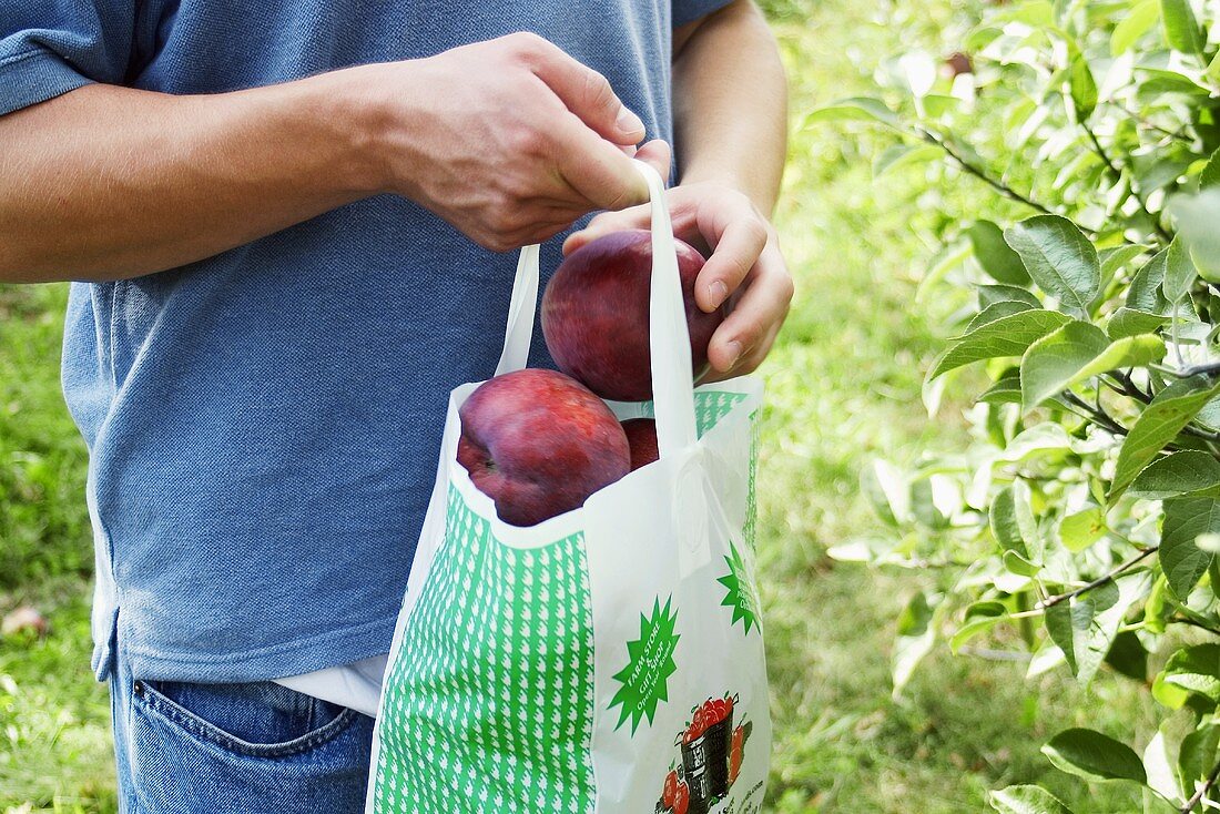 A Man Picking Apples