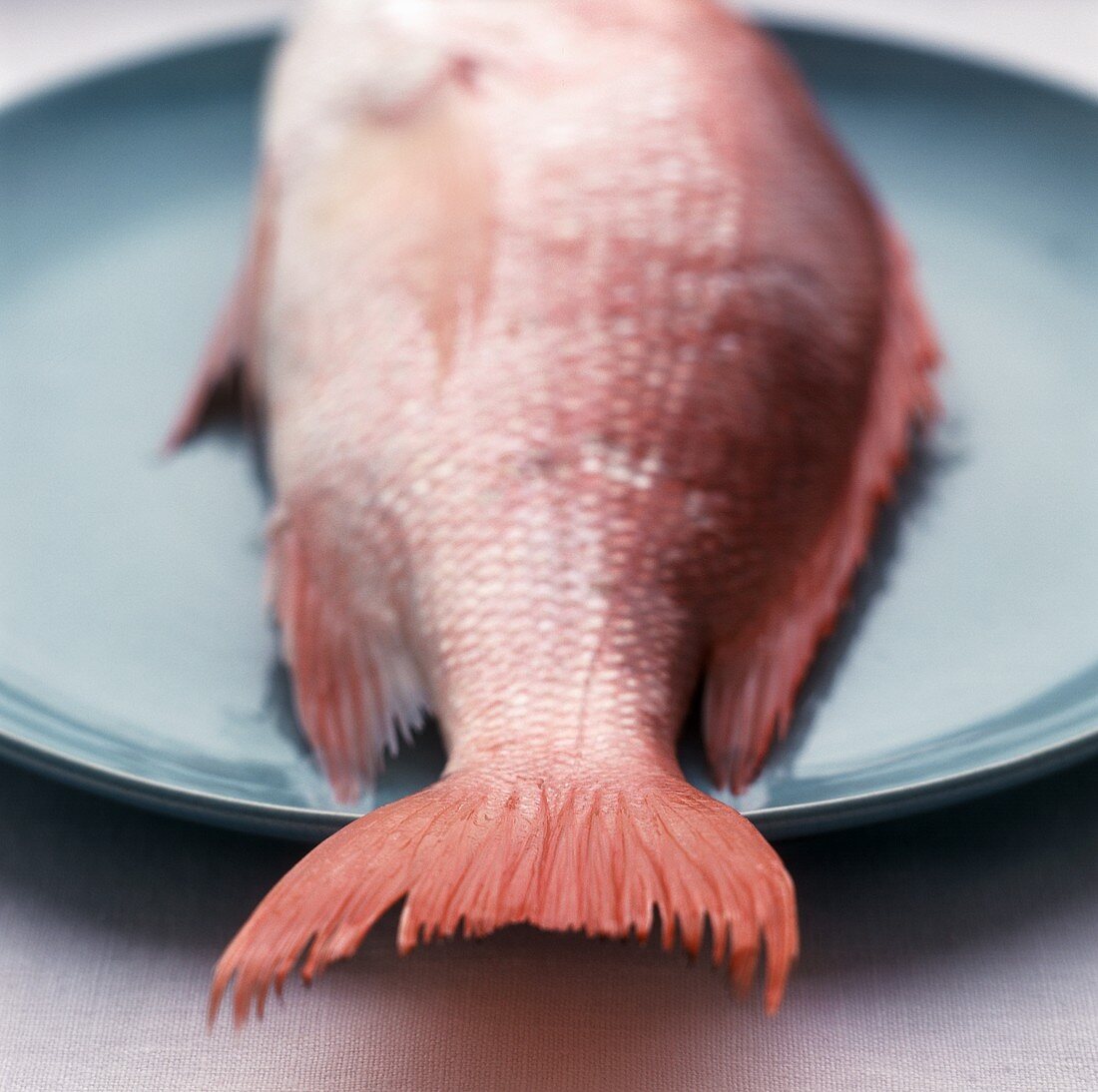 Red Snapper auf blauem Teller