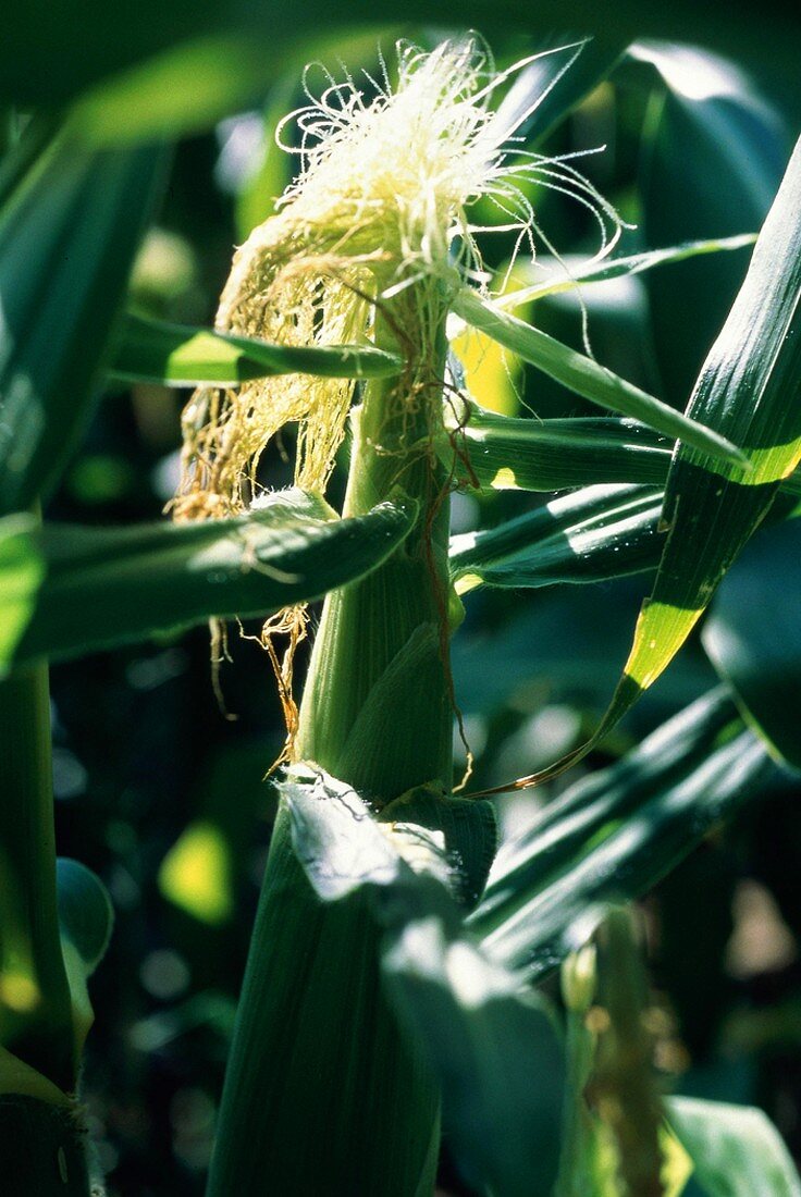 Corn on the Cob in Husk; Corn Field