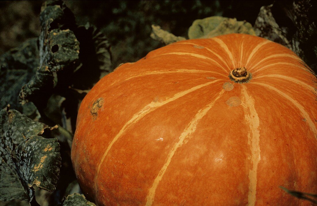 A Pumpkin Growing
