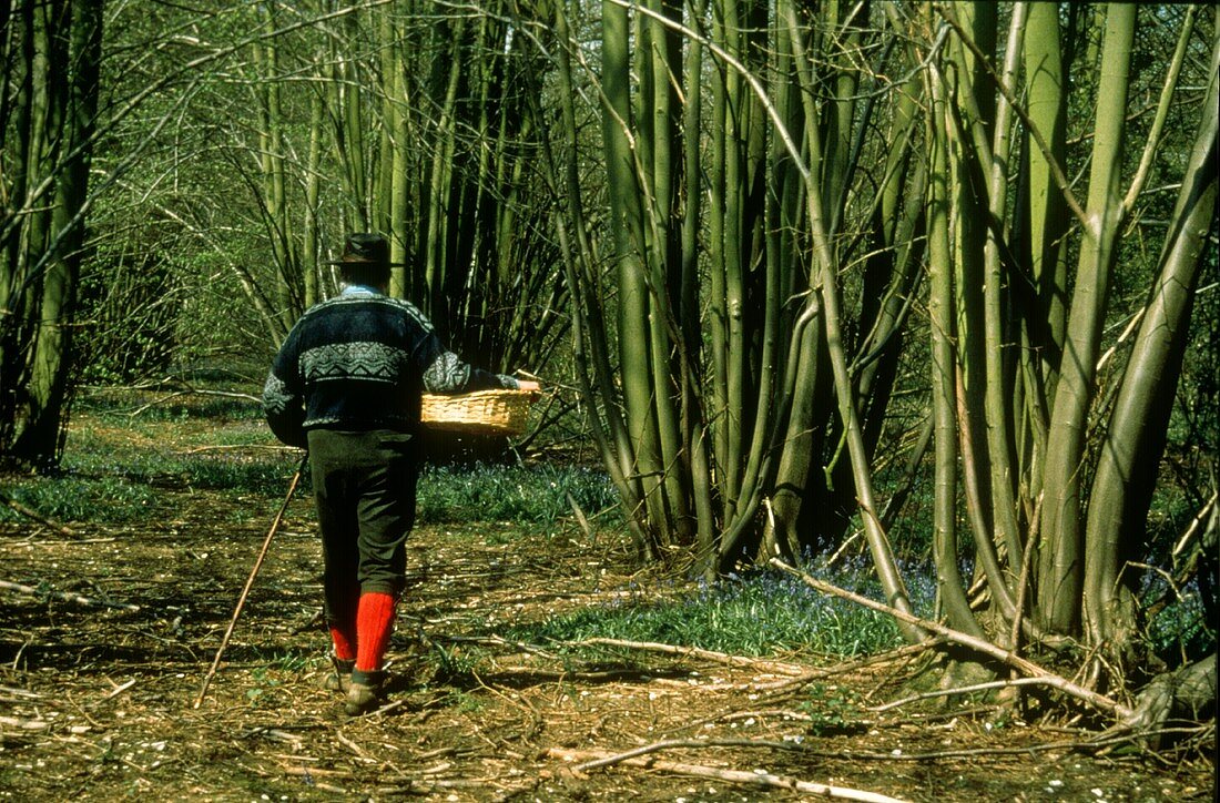Mann mit Korb sucht Pilze im Wald