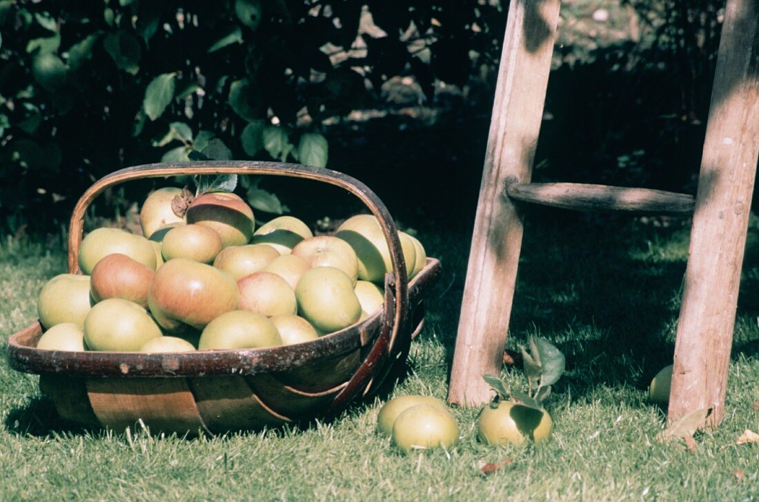 Frisch gepflückte Äpfel in einem Korb auf Wiese neben Leiter