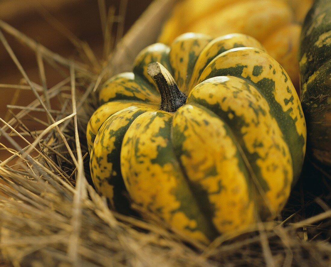 A Carnival Squash on Hay