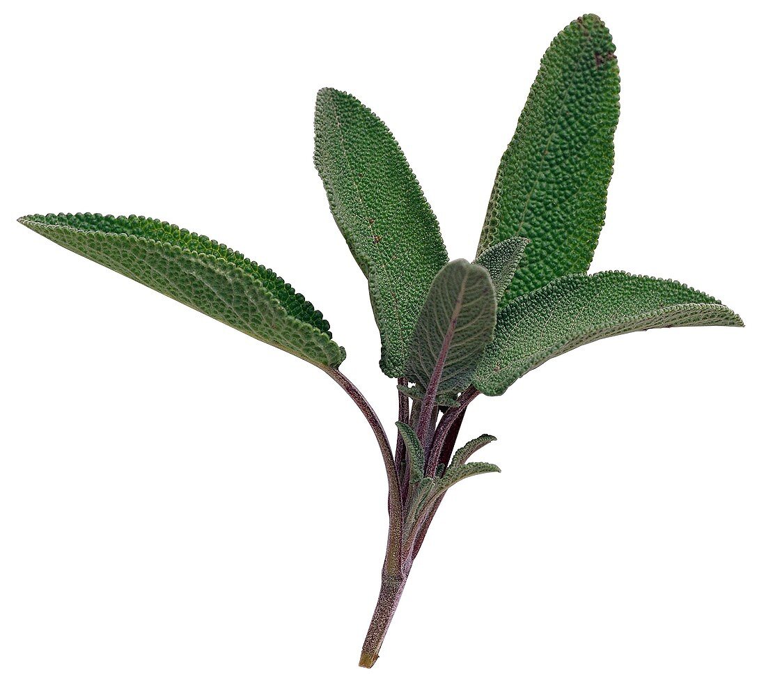 Fresh Sage Leaves