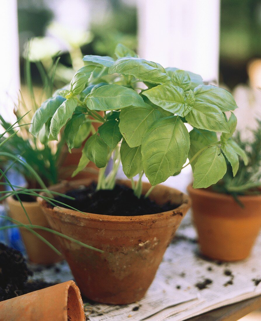 Basil Growing in a Clay Pot