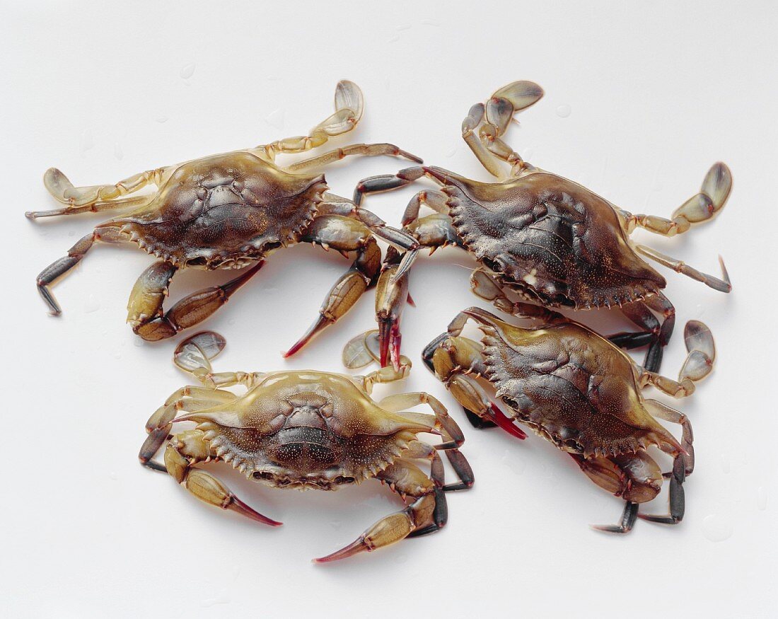 Frische Soft Shell Crabs (Blaukrabben) auf hellem Untergrund