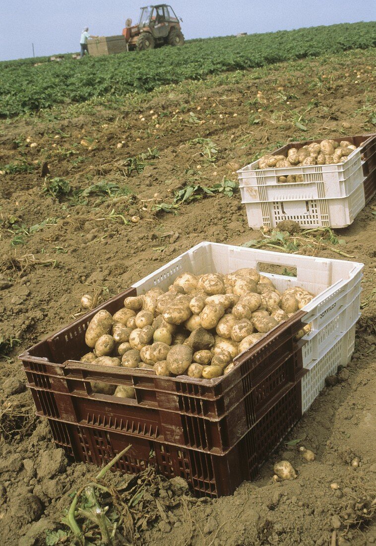 Geerntete Kartoffeln in Steigen auf dem Feld; Traktor