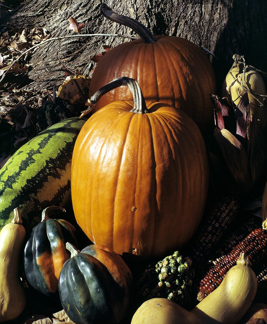 Assorted Squash and Pumpkins Outdoors