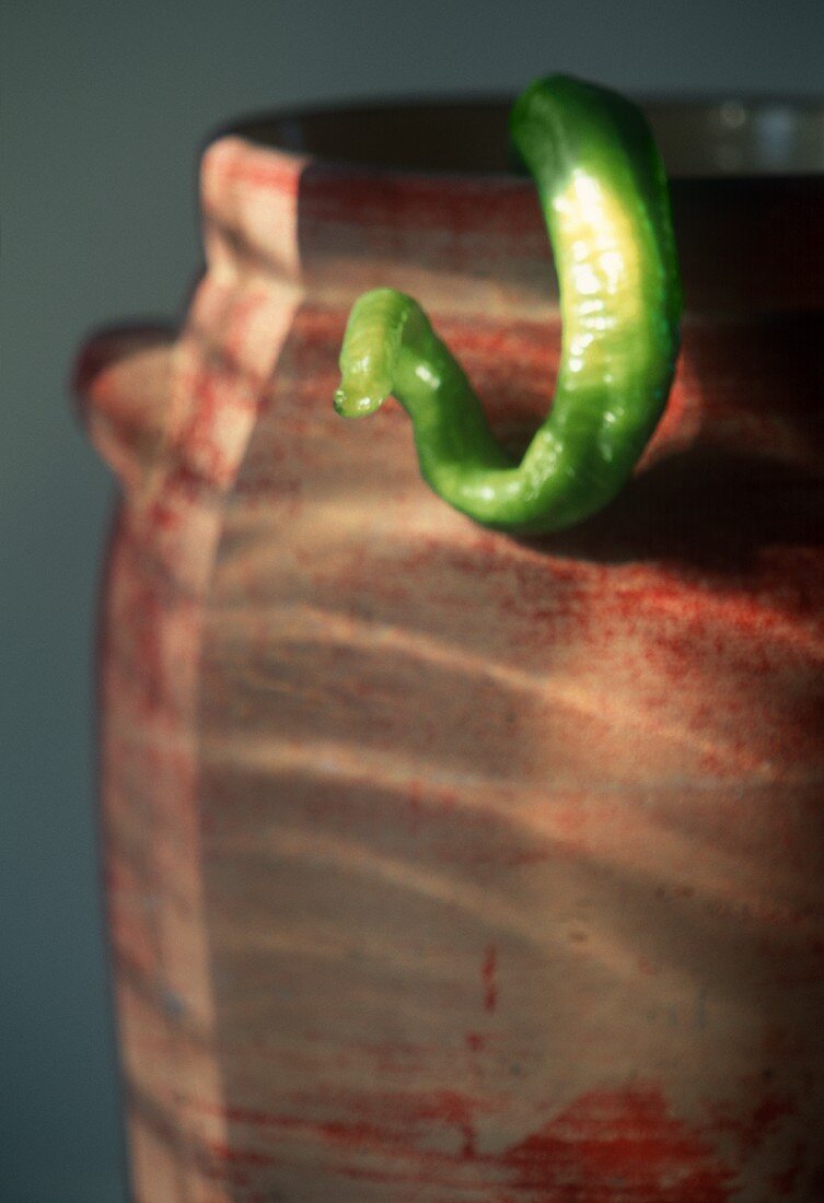 A Long Green Hot Pepper Hanging From a Pot
