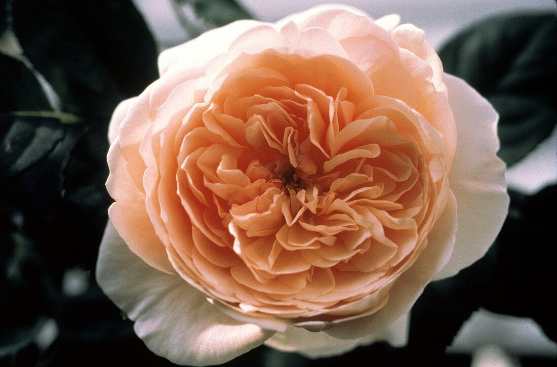 Eine aufgeblühte englische rosa Rose im Freien