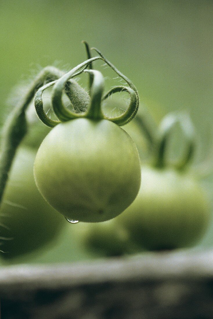 Grüne Tomate an der Pflanze mit einem Tautropfen