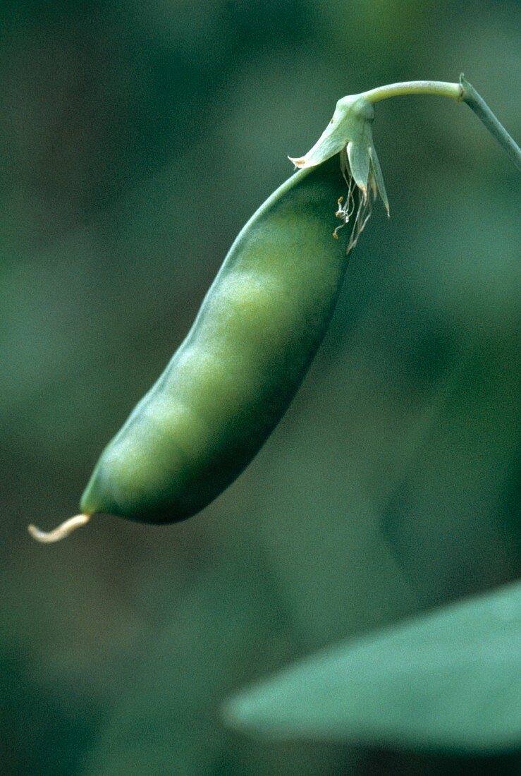A Pea Pod Growing on the Vine