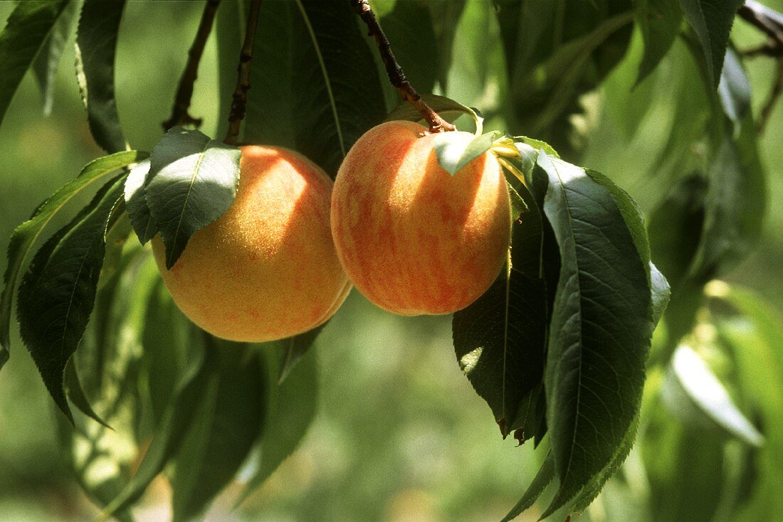 Zwei Pfirsiche auf einem Zweig am Baum in der Sonne