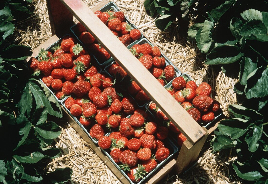 Frisch gepflückte Erdbeeren in Körbchen am Erdbeerfeld
