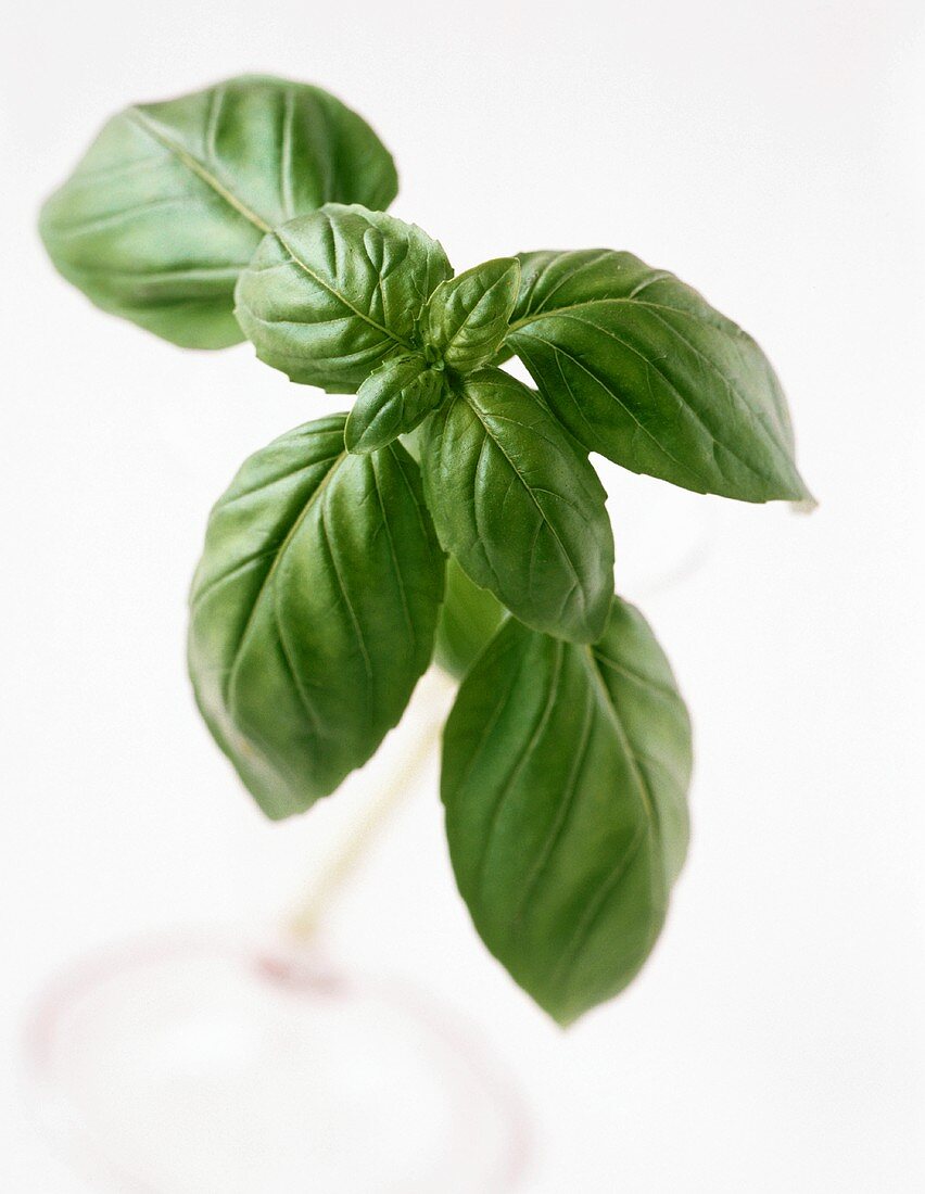 Fresh Basil