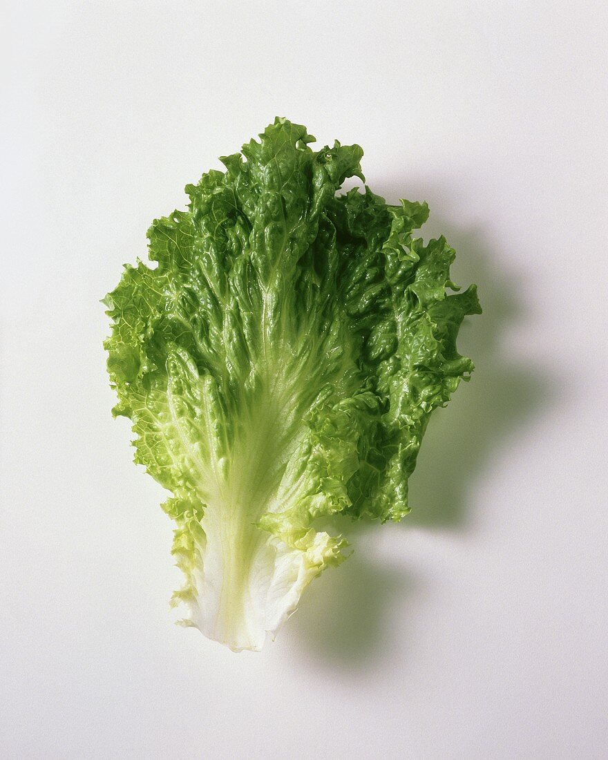 Ein Romana-Salatblatt