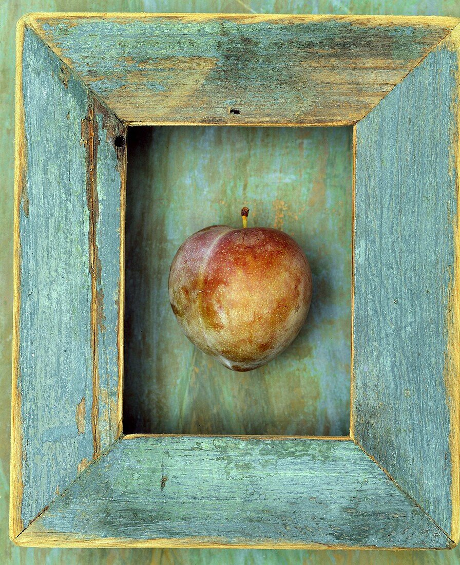 One Plum in a Wood Frame