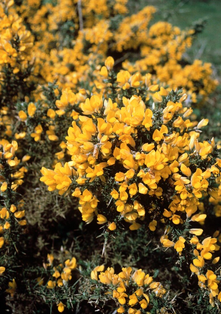 A Gorse Bush (Used for Wine Making)