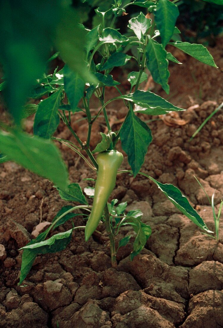 Chilipflanze mit grüner Chilischote