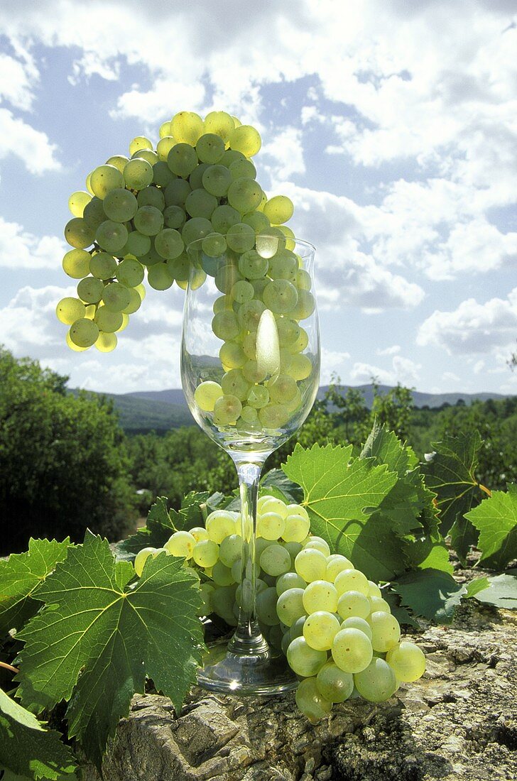 Tuscan White Wine Grapes; Malvasia; Trebbiano; Albano