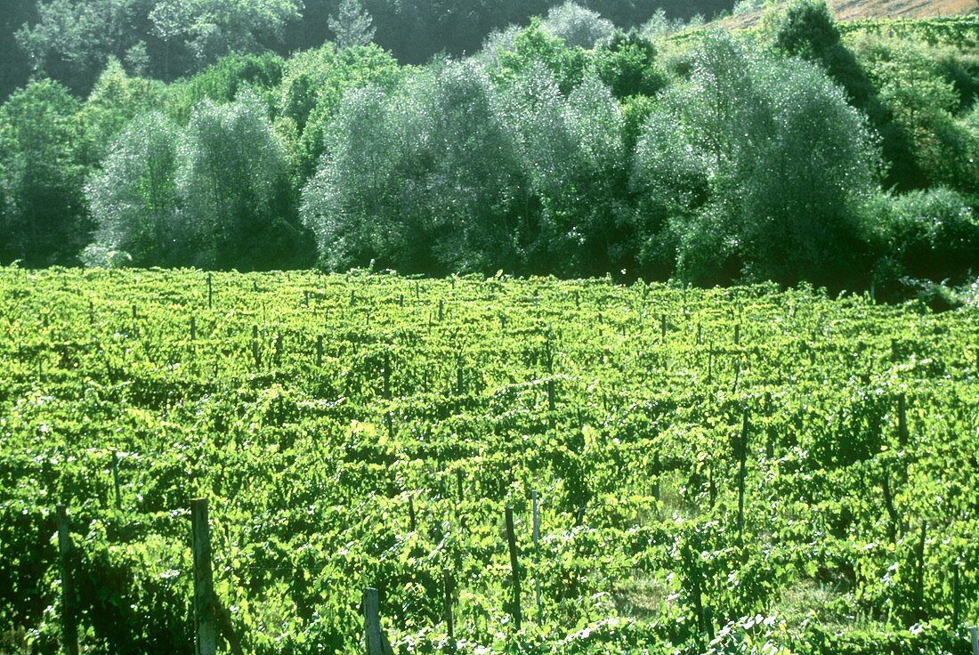 Weingarten in der Toskana