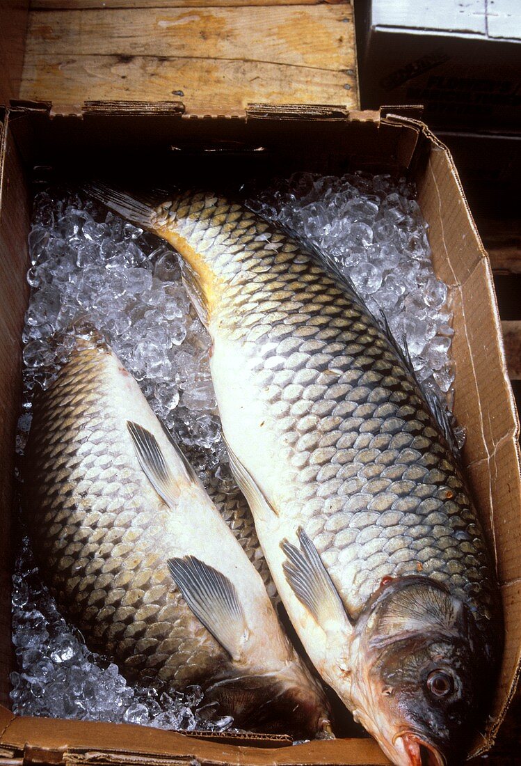 Seebarsche (Wolfsbarsche) auf Eis im Karton auf dem Markt