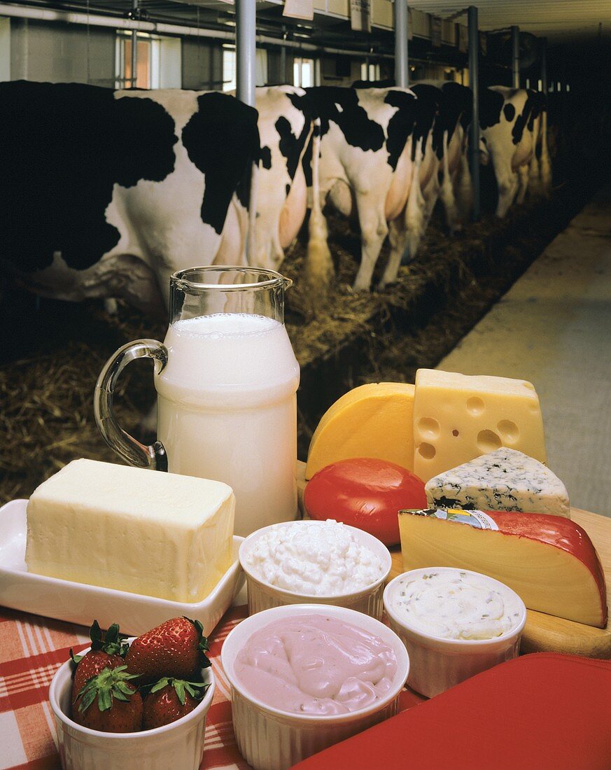 Verschiedene Milchprodukte auf Tisch in einem Kuhstall