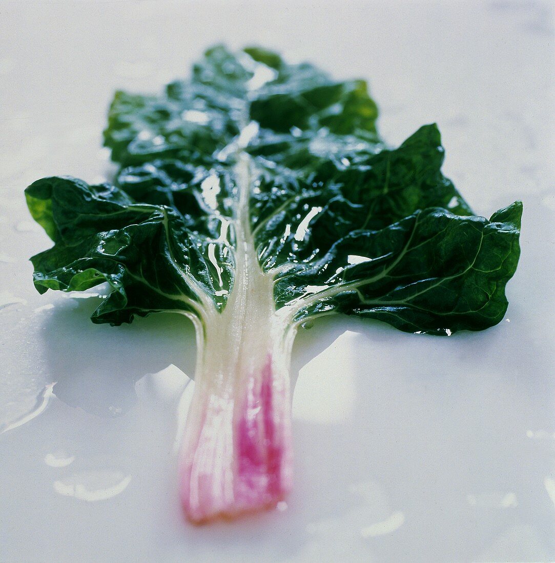 A Leaf of Swiss Chard