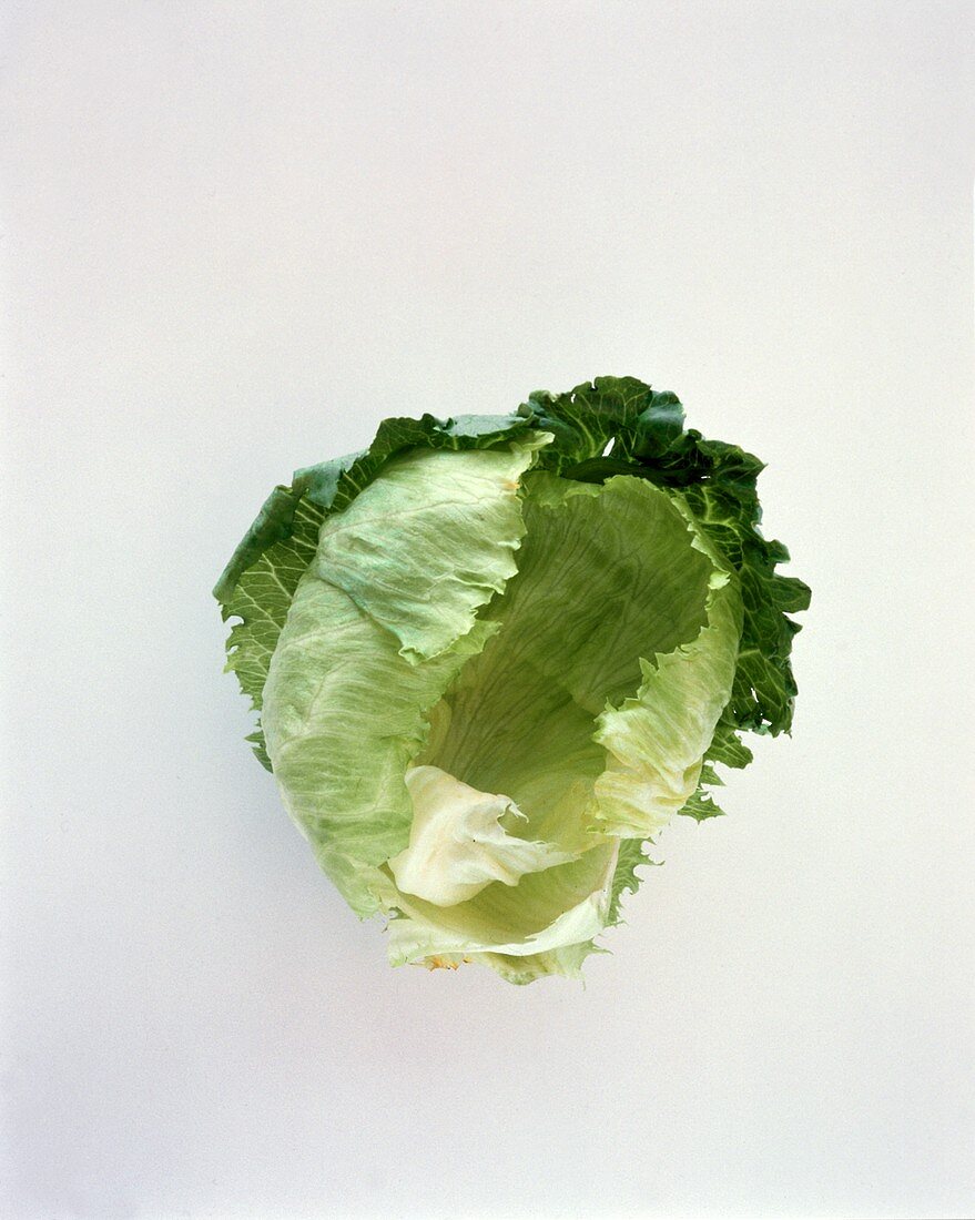 A Fresh Head of Iceberg Lettuce