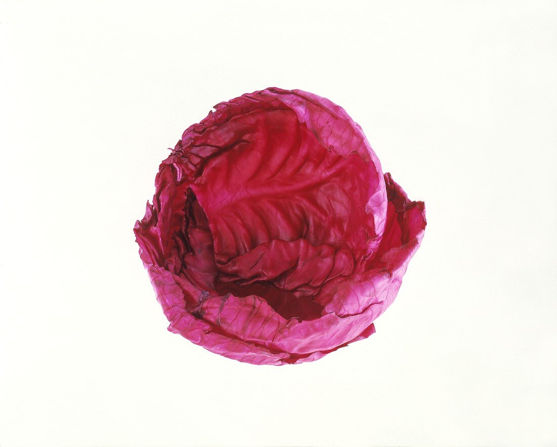 A Head of Red Cabbage